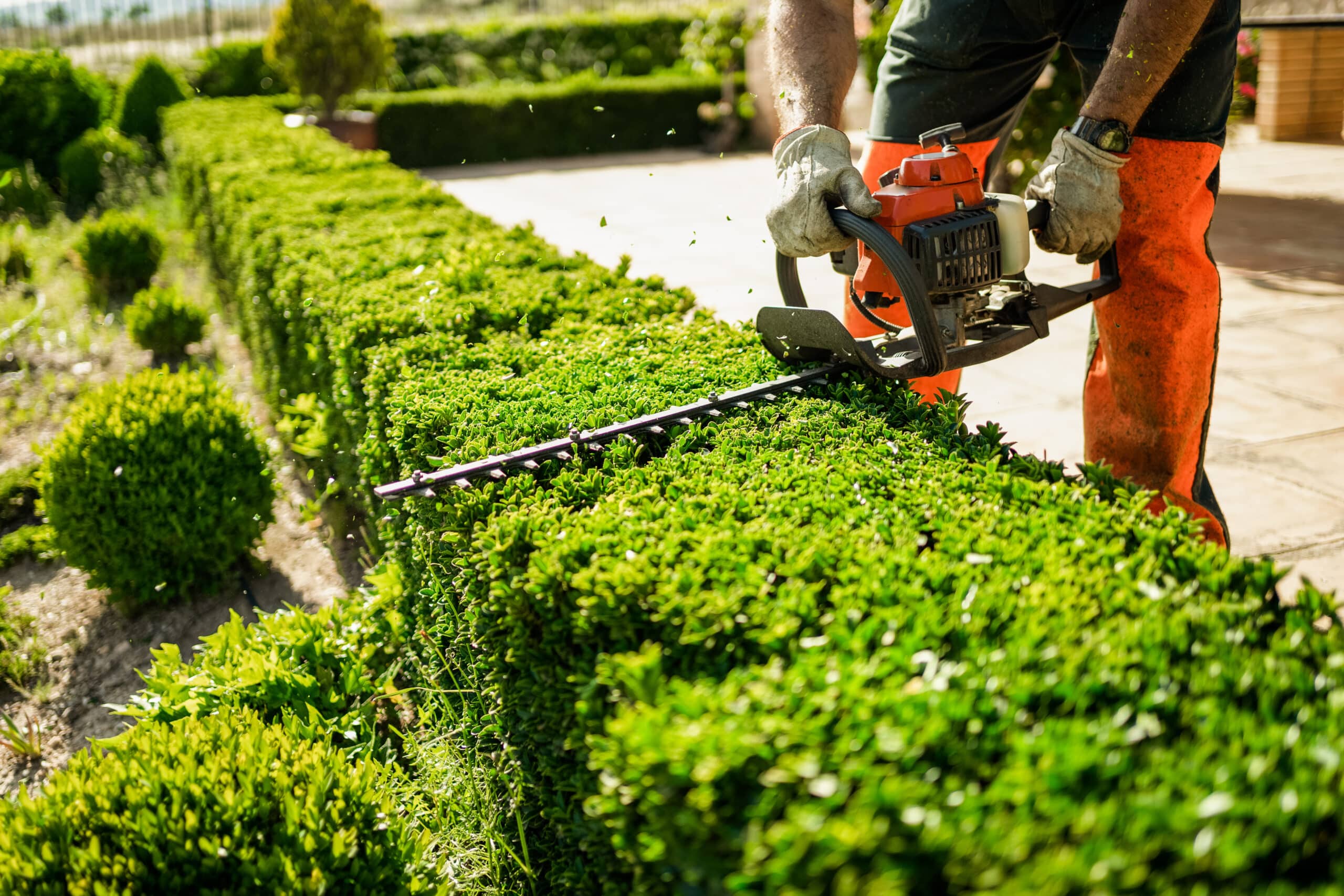 Un jardinier taille une haie de buis avec un taille-bordure thermique, des débris végétaux volent au soleil.