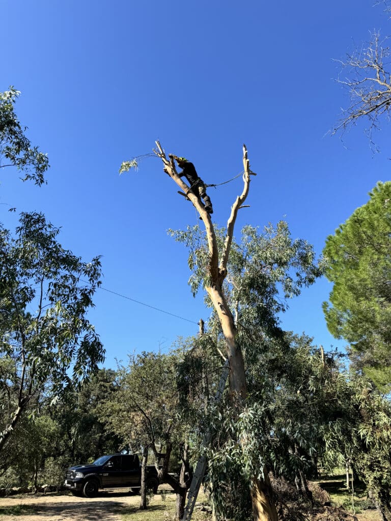 Arboriste élaguant un eucalyptus, sécurité et camion RAM Élagage d'un grand eucalyptus sous un ciel bleu vif par un arboriste équipé; un camion RAM est visible en bas.