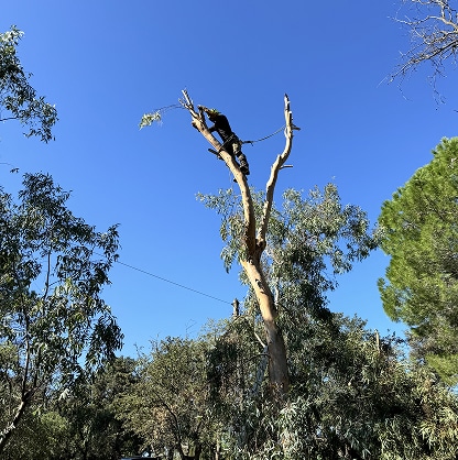Arboriste harnaché élaguant le sommet d'un grand eucalyptus dénudé, sous un ciel bleu vif et entouré de feuillage.