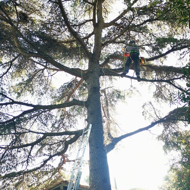 Élagueur professionnel en harnais, juché haut dans les branches d'un grand pin, utilisant des cordes et une échelle métallique pour l'élagage d'arbres.