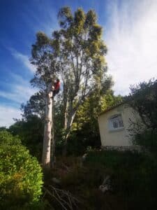 Arboriste en tenue rouge élaguant un grand eucalyptus dénudé près d'une maison claire avec une grille de fenêtre blanche.