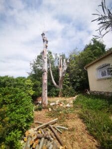 Deux grands troncs d'eucalyptus coupés et écorcés dans un jardin, des bûches coupées au sol, près d'une maison à côté d'une végétation luxuriante.