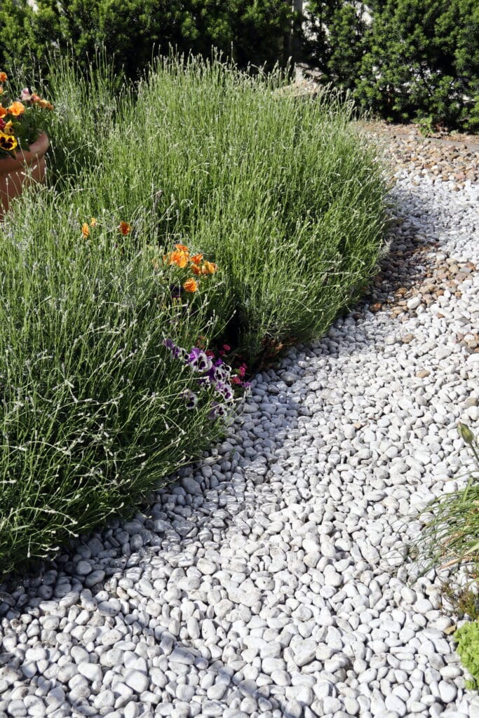Lavande et galets blancs : aménagement jardin. Chemin de galets blancs bordé de lavande en boutons et pensées colorées devant un fond de verdure.