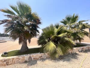 Trois palmiers dattiers aux larges feuilles vertes sous un ciel bleu clair, devant un mur de pierres sèches.