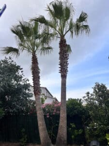 Deux palmiers aux troncs rugueux se dressent devant une végétation dense, des fleurs roses et une maison blanche sous un ciel bleu et gris.