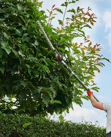 Un jardinier élague une haute haie de feuilles de chêne avec une taille-haie télescopique, sous un ciel bleu et nuageux.